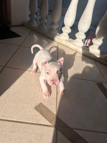 Vende- se Cachorro