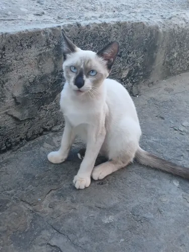 Gato Siamês Macho Pequeno