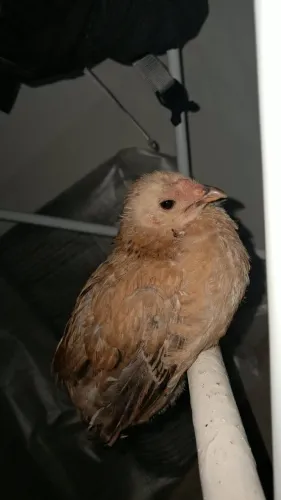 Doação pintinho estimação PET