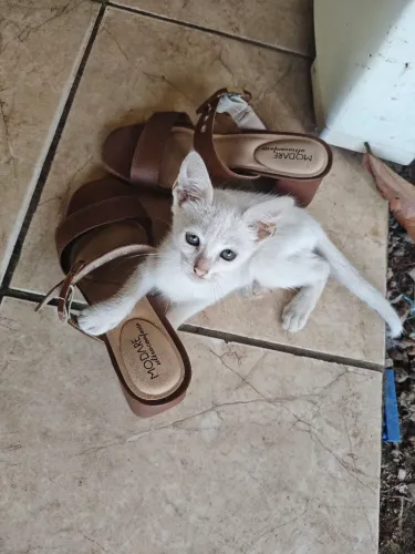 Gato macho para adoção