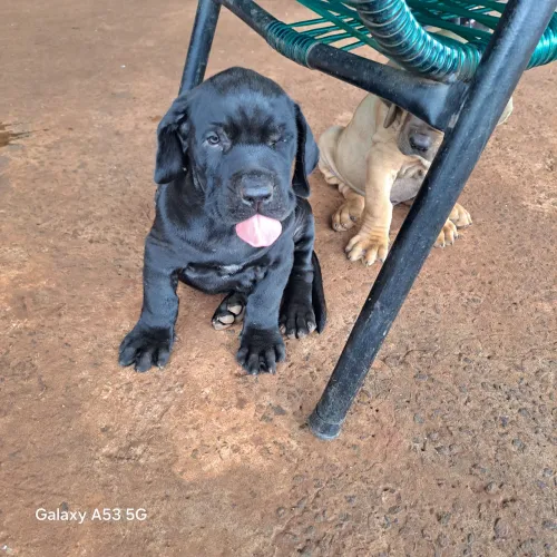 Vendo filhote de fila brasileiro