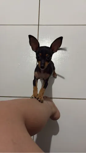 Pinscher 1 