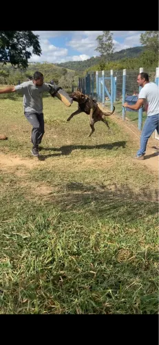 Fila Brasileiro