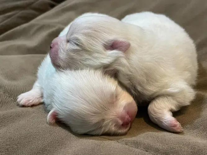 Spitz Procedência Você encontra aqui Entregamos em mãos!