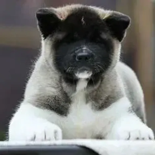 Akita Inu,Akita Inu Filhote Saudável Excelente Companhia