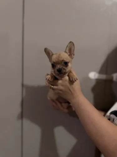 Chihuahua fêmea pelo curto filhote á venda 