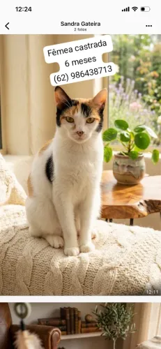 Gata tricolor meiga e brincalhona, castrada