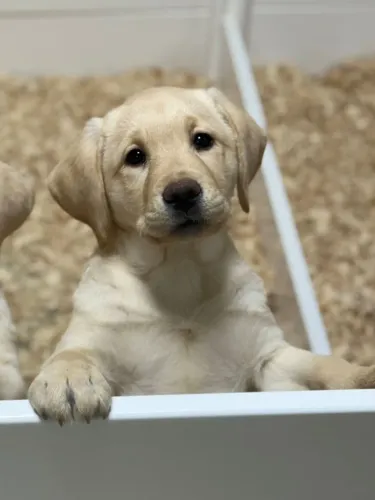 Filhotes de Labrador | Filhotes pra se apaixonar!