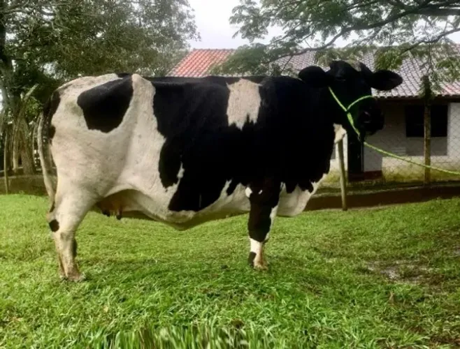 Vaca Honladesa P.O - Prenhe sexada 