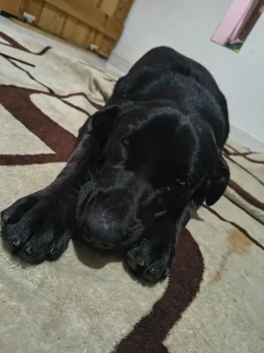 Adoção 