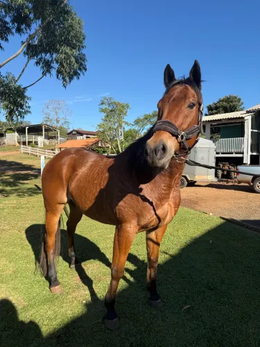 Cavalo quarto de milha tambor e laço