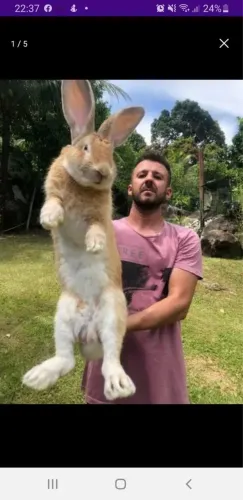 Coelhos gigantes
