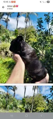 Filhotes de bulldog francês