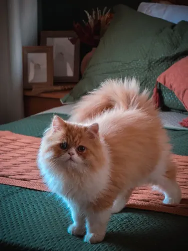 Gato Persa Com Pedigree
