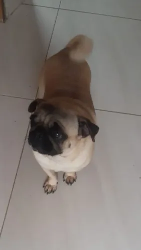 Pug fêmea disponível!