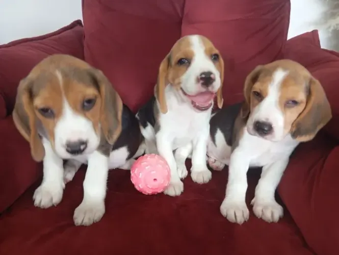 beagles vacinados