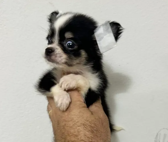 VENDA CHIHUAHUA MACHO PROMOÇÃO PELO LONGO