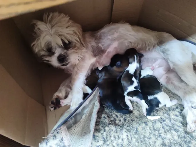 Filhote de Lhasa Apso!
