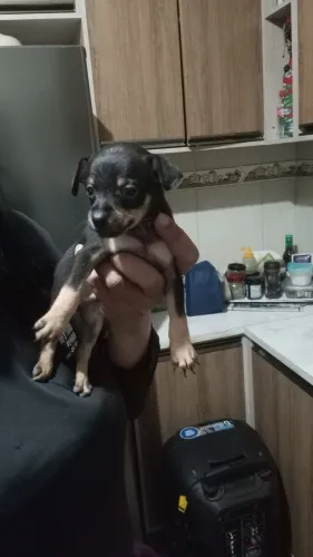 Pincher 