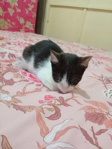 Adoção responsável gatos castrados