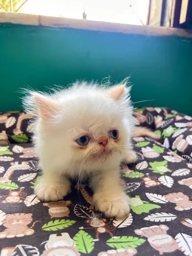 Gato Persa