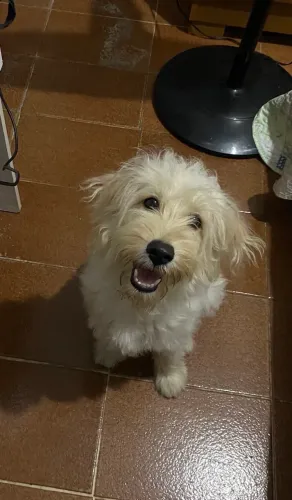 Cachorrinha com 7 meses, castrada 