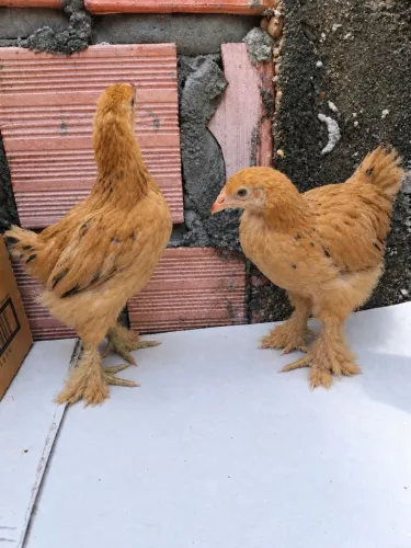 Casal de pintos brahma Lemon. ficam muito bonitos galo e galinha