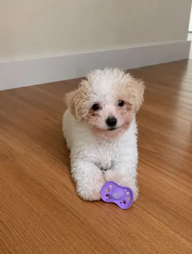 Poodle micro toy e juiz de fora 