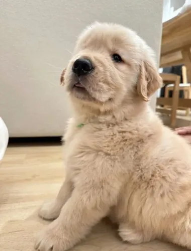 Golden Retriever charmoso