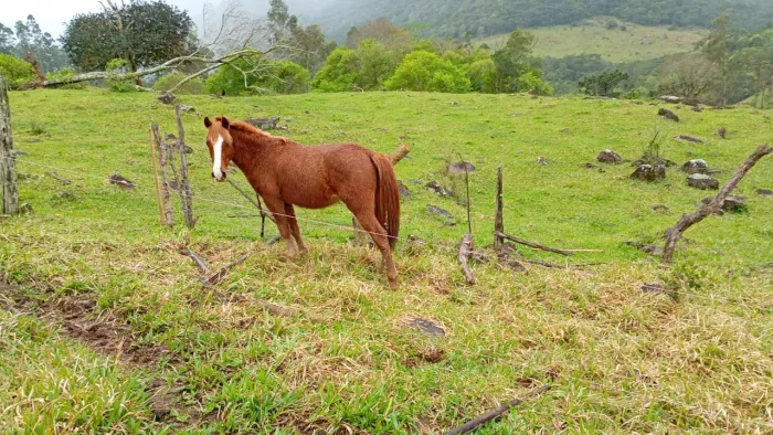 Cavalo potro