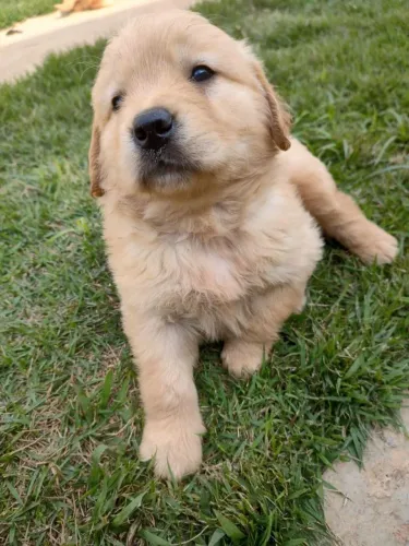 Beijos e carinho em forma de lambida de Golden Retriever filhote