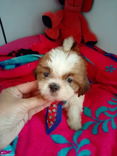 Filhote shih tzu, esses filhotes podem derreter corações!