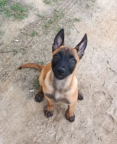 Pastor Belga Malinois