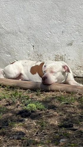 DOA-SE PITBULL DÓCIL