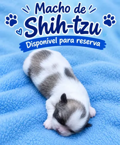 Shih-tzu