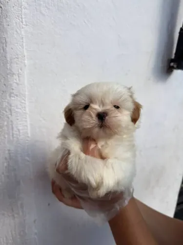 Filhote Shih Tzu, O abraço mais fofinho do mundo pode ser seu!