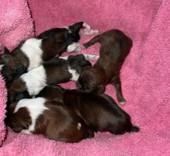 Filhotes de Shih Tzu | Venha conhecer os cachorrinhos que temos para você!