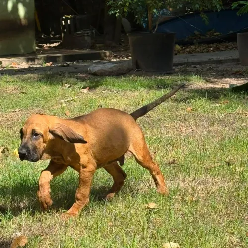 Filhotes de Fila Brasileiro 