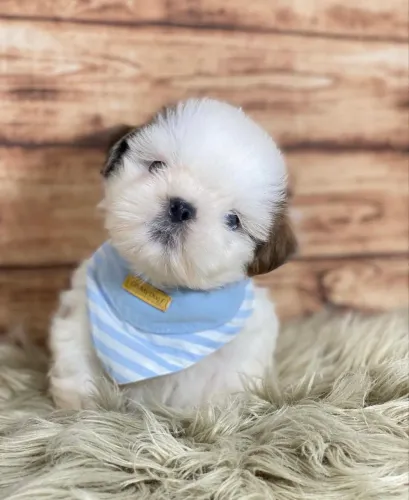 Shihtzu miniaturas 