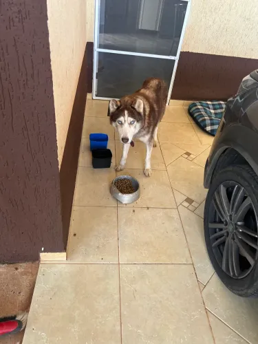 Estamos doando o nosso cachorro