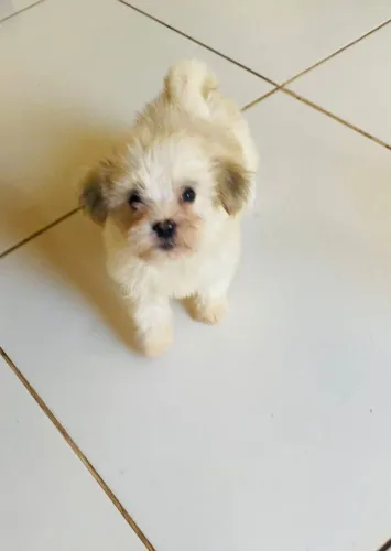 Lhasa apso