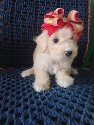 Poodle mini toy