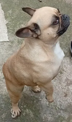 Troca de 2 Bulldog francês