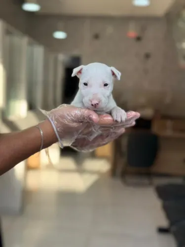 Bull Terrier Macho  Alto Padrão - Vacina Importada e Entrega Segura