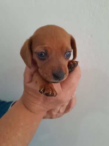Dachshund perfeita