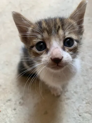Adote um gatinho
