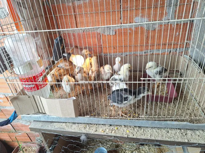 Pintinhos