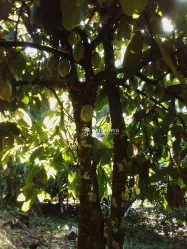 Fazenda de cacau sul da bahia 20 Alqueires