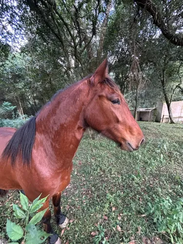 Cavalo