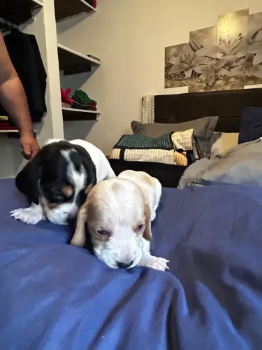 Venda cães Basset Hound RJ